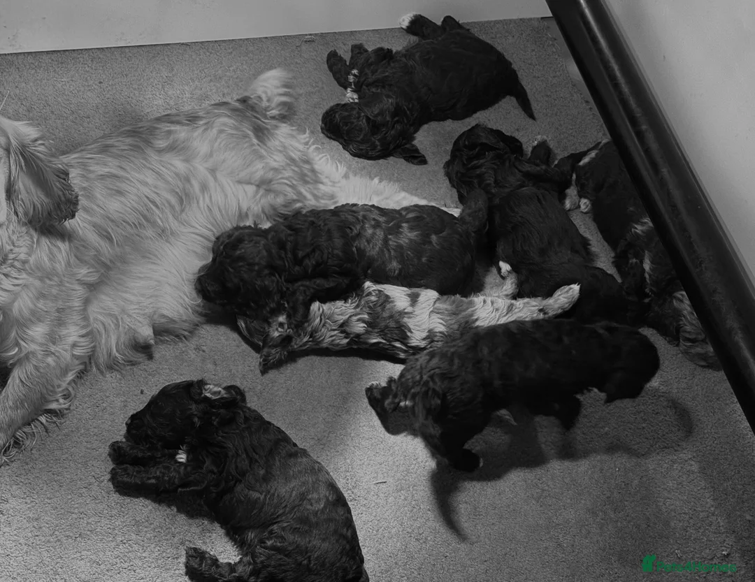 Cockapoo dogs for sale: Chocolate & chocolate Merle Cockapoo Babies 🐾🐾🐾 - Advert 22