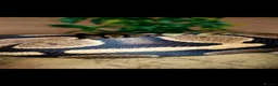 Python Snake reptiles for sale: Royal Python  - Advert 6