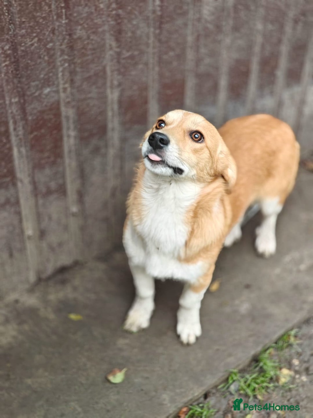 Mixed Breed dogs for adoption: ❤️MEYA&KALLIE❤️-2 SMALL SISTERS SEEK A KIND HOME - Advert 5