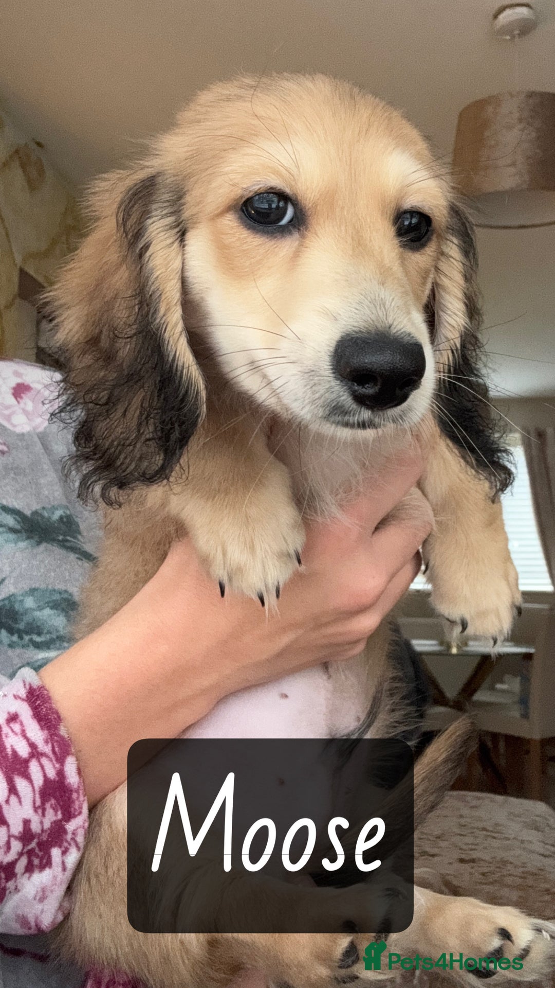 Miniature Dachshund dogs for sale: LAST BOY 💛 LONGHAIRED CREAM MINIATURE DACHSHUNDS  in Liverpool - Image 1
