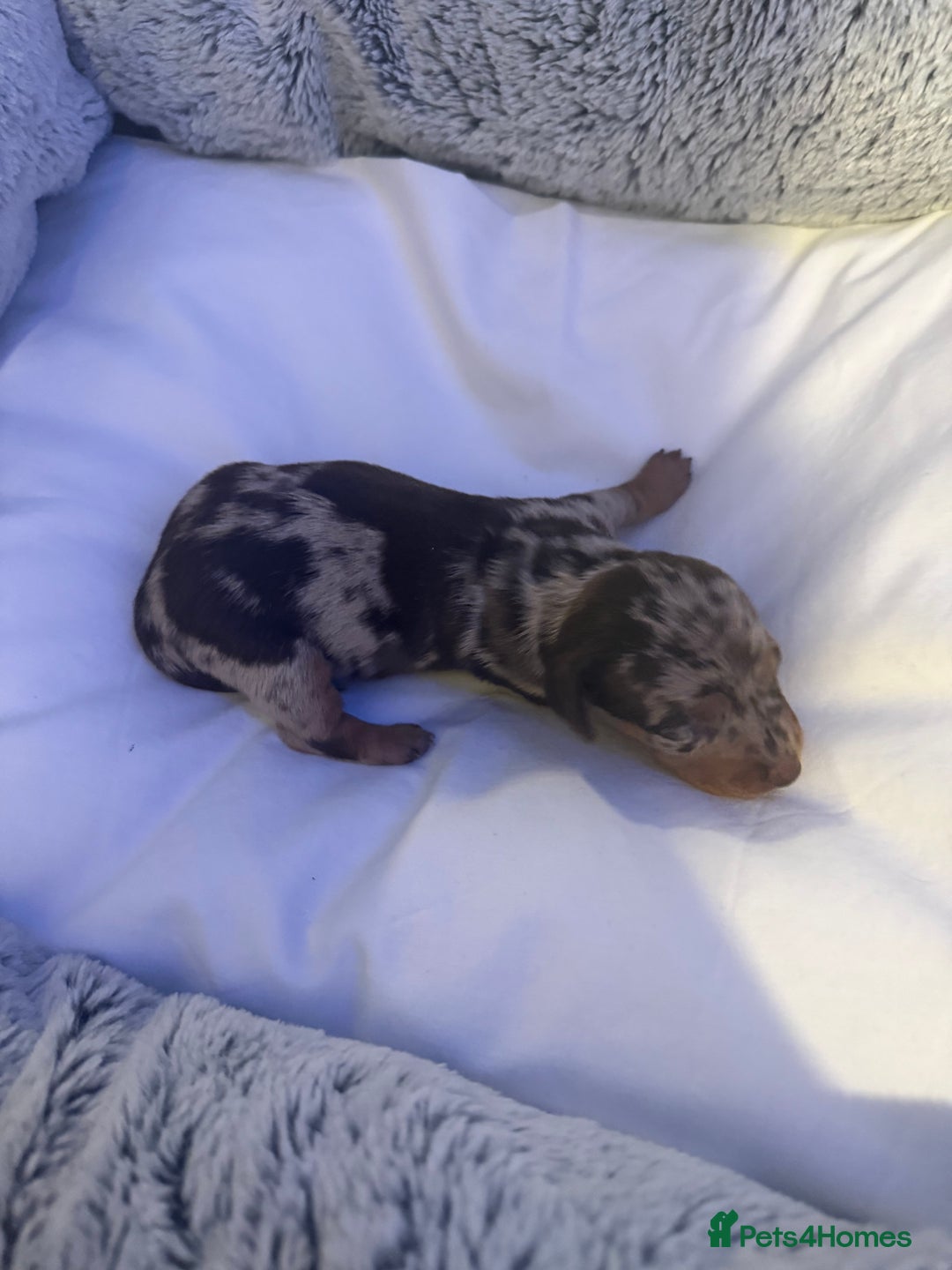 Dachshund dogs for sale: Dapple Dachshund Puppies - Image 23