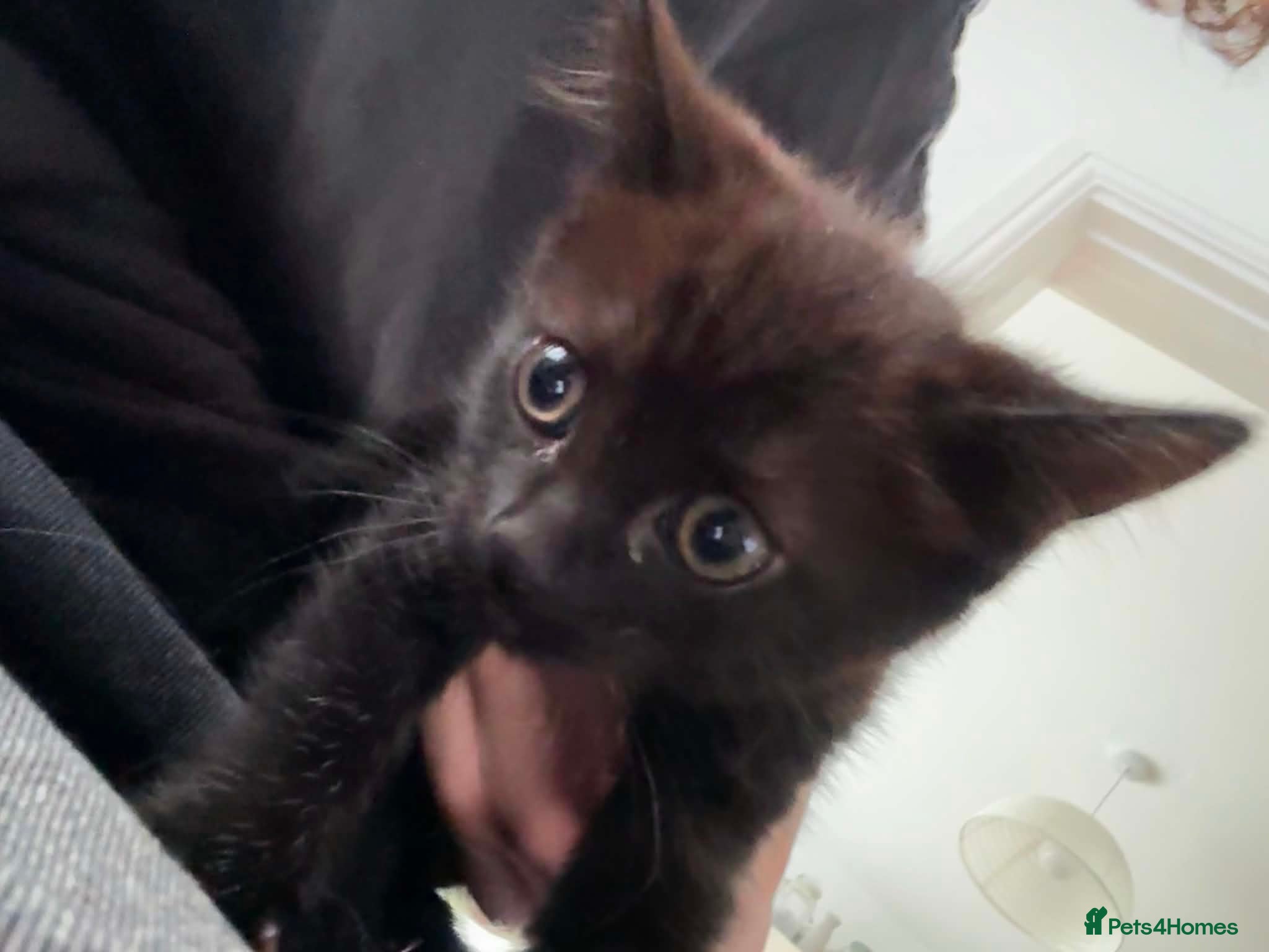 Mixed Breed cats Beautiful Black/Brown Kitten - Advert 1