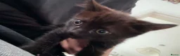 Mixed Breed cats for sale: Beautiful Black/Brown Kitten - Advert 1
