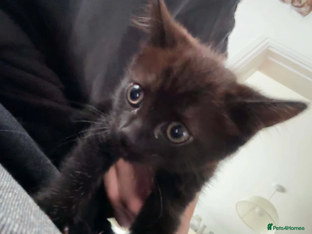 Mixed Breed cats for sale: Beautiful Black/Brown Kitten - Advert 1