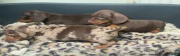 Miniature Dachshund dogs for sale: Funny happy miniature dachshund puppies - Advert 31
