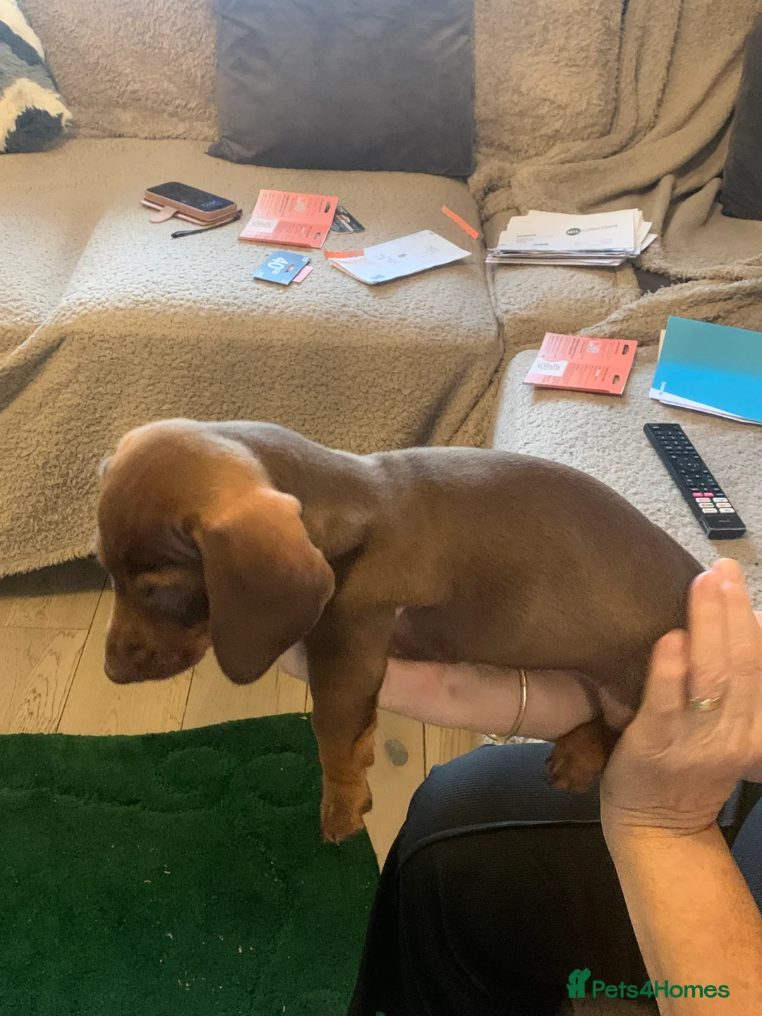 Dachshund dogs for sale: Dachshund puppies  - Advert 12