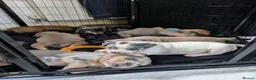 Mixed Breed dogs for sale: 4 left from 8 - Advert 10