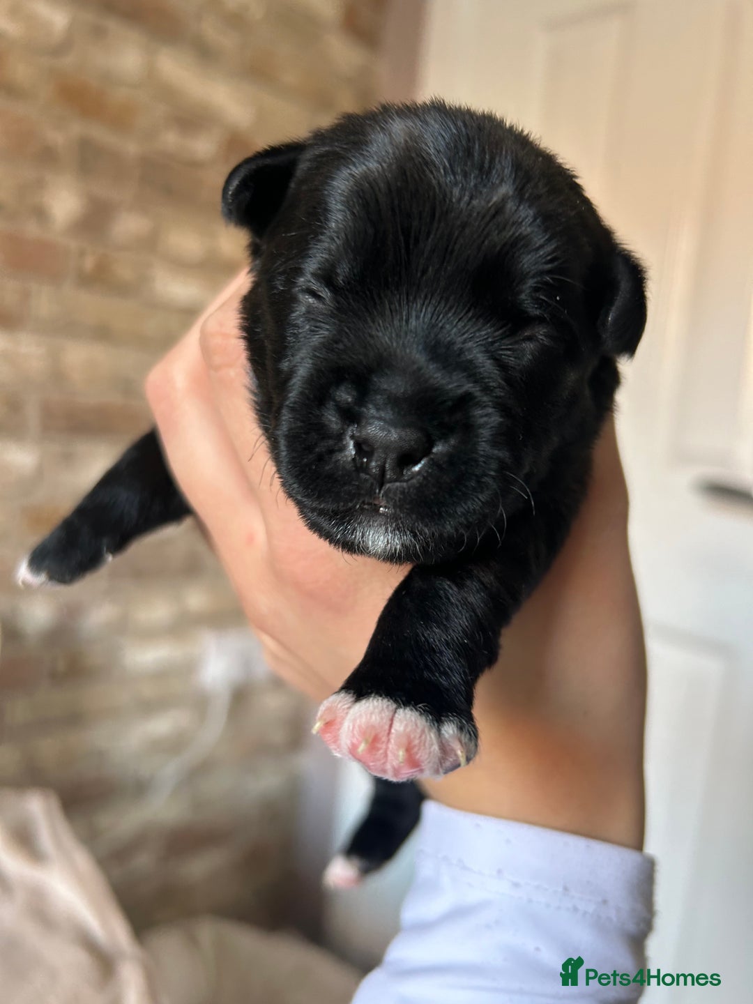 Mixed Breed dogs for sale: 3 BEAUTIFUL KING CHARLES X BORDER TERRIER BOYS🐶🩵 - Image 2
