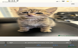 British Shorthair cats for sale: Pair of female kittens  - Image 3