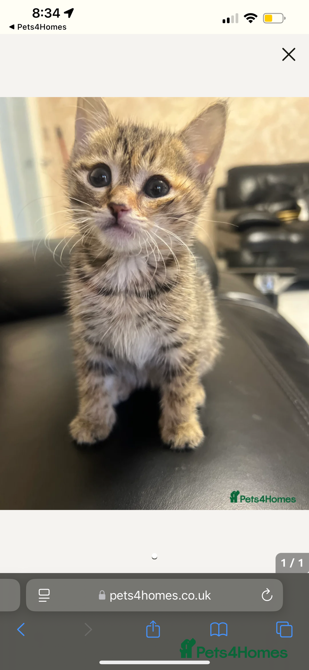 British Shorthair cats for sale: Pair of female kittens  - Image 3