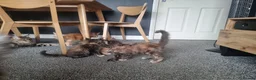 Maine Coon cats for sale: TICA REG. MAINE COON KITTENS  - Advert 17