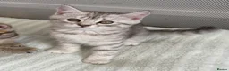 Mixed Breed cats for sale: British Shorthair Cross Kittens – GCCF Mum - Advert 17