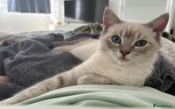 Ragdoll cats for sale: Beautiful Female ragdoll kitten  - Image 3