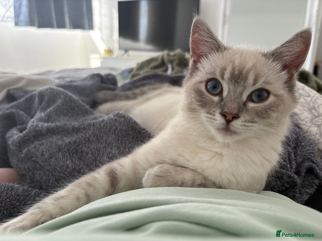 Ragdoll cats for sale: Beautiful Female ragdoll kitten  - Image 3