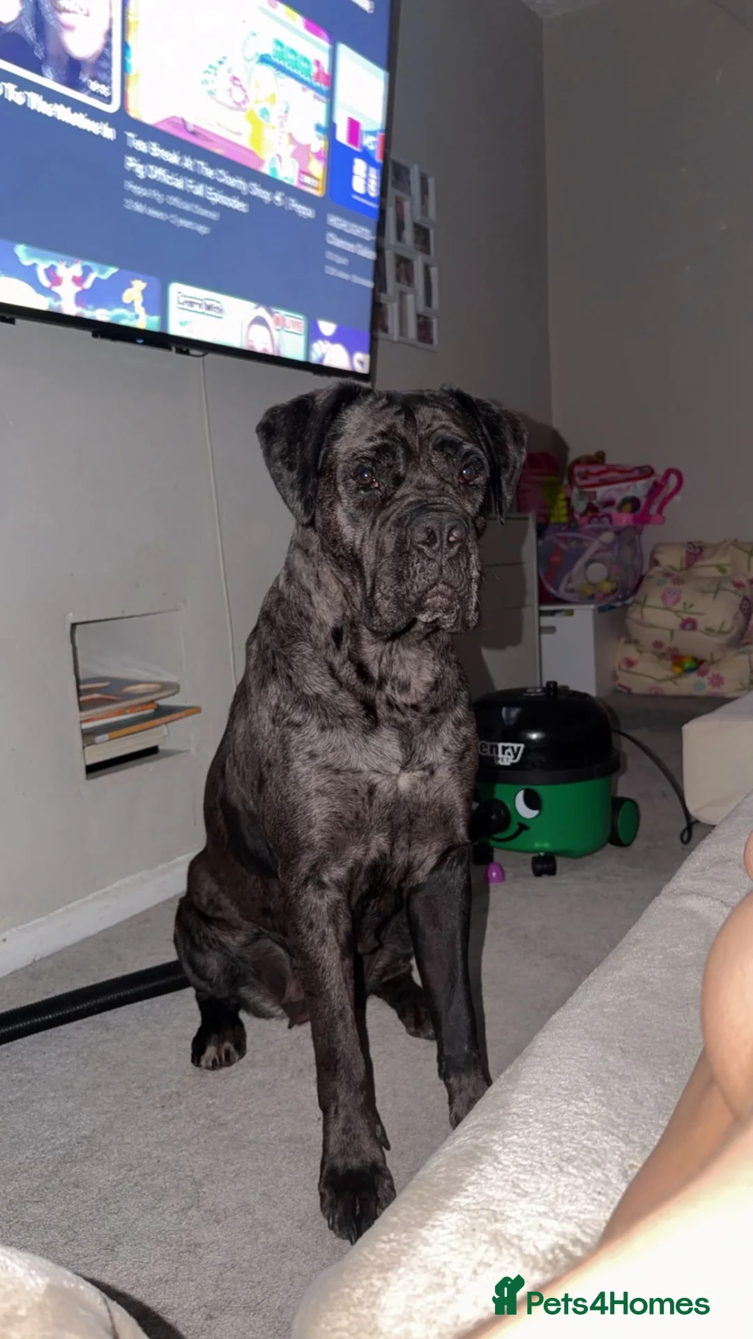 Cane Corso dogs for sale: Cane corso looking for there forever homes - Advert 2