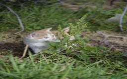 Mixed Breed cats for sale: Playful loving kittens looking for homes  - Image 6