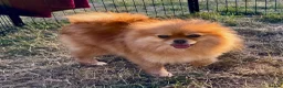 Pomeranian dogs for adoption: 🐾 RALPHIE – Female Pomeranian 🐾 - Advert 5