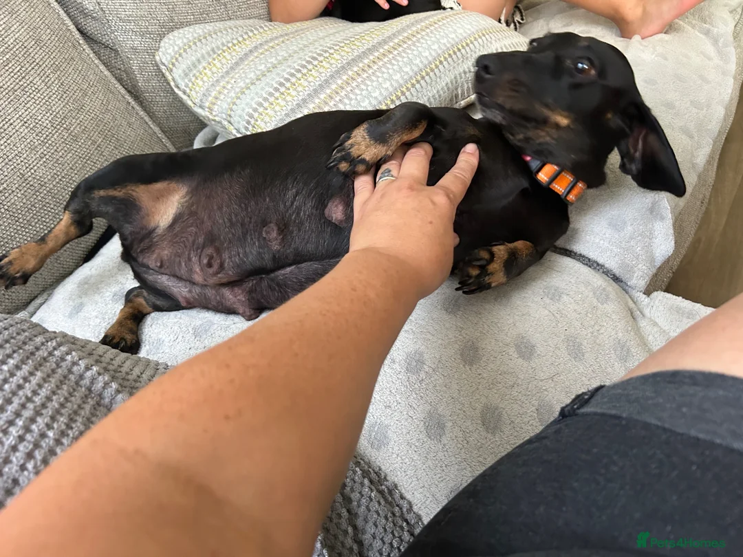 Miniature Dachshund dogs for sale: Miniature smooth haired dachshund pups for sale - Advert 24