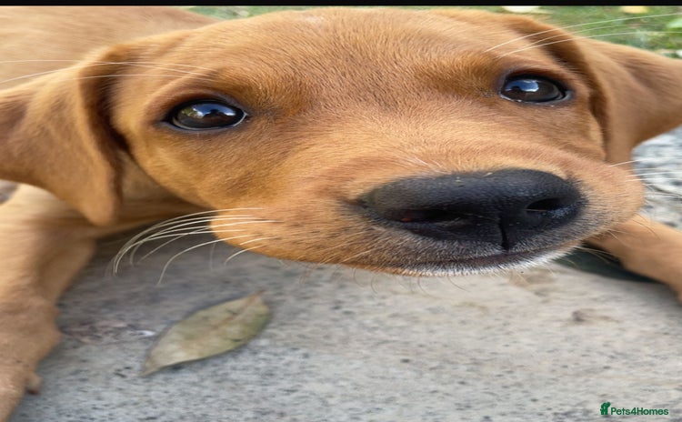 Labrador Retriever dogs - Advert 1