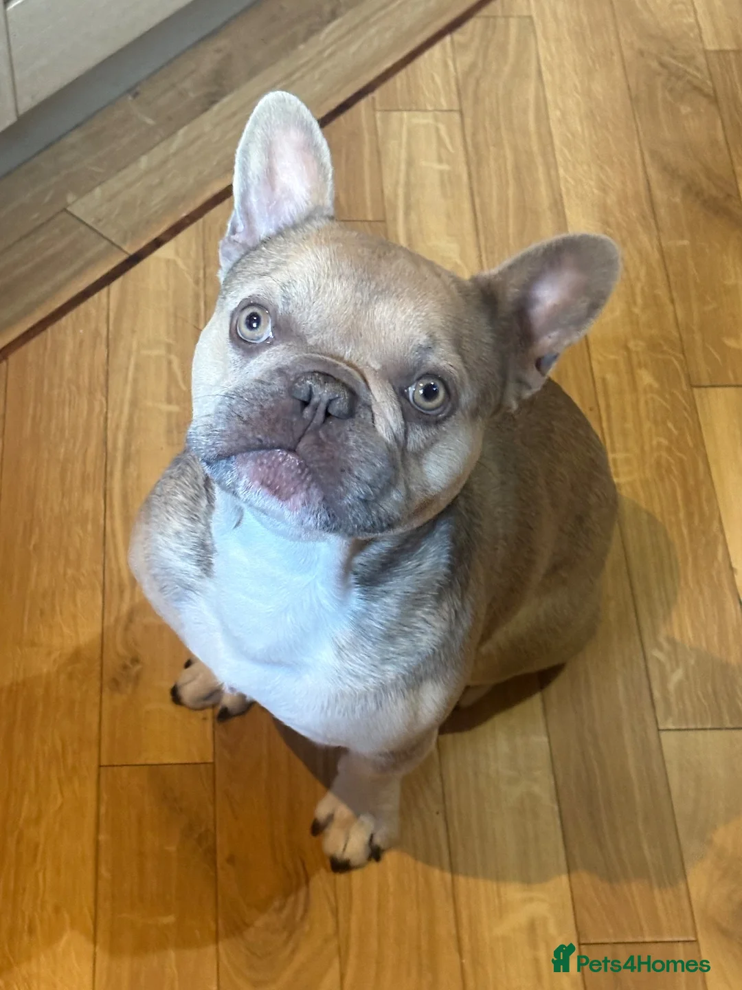 French Bulldog dogs for sale: Fawn French bulldog  - Advert 5