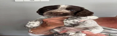 Cocker Spaniel 3