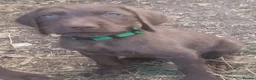 Mixed Breed dogs for sale: READY NOW  - Weimaraner x Vizsla - Advert 7