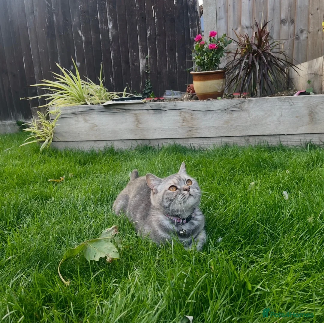 British Shorthair cats for sale: Last boy ready to leave now - Advert 2