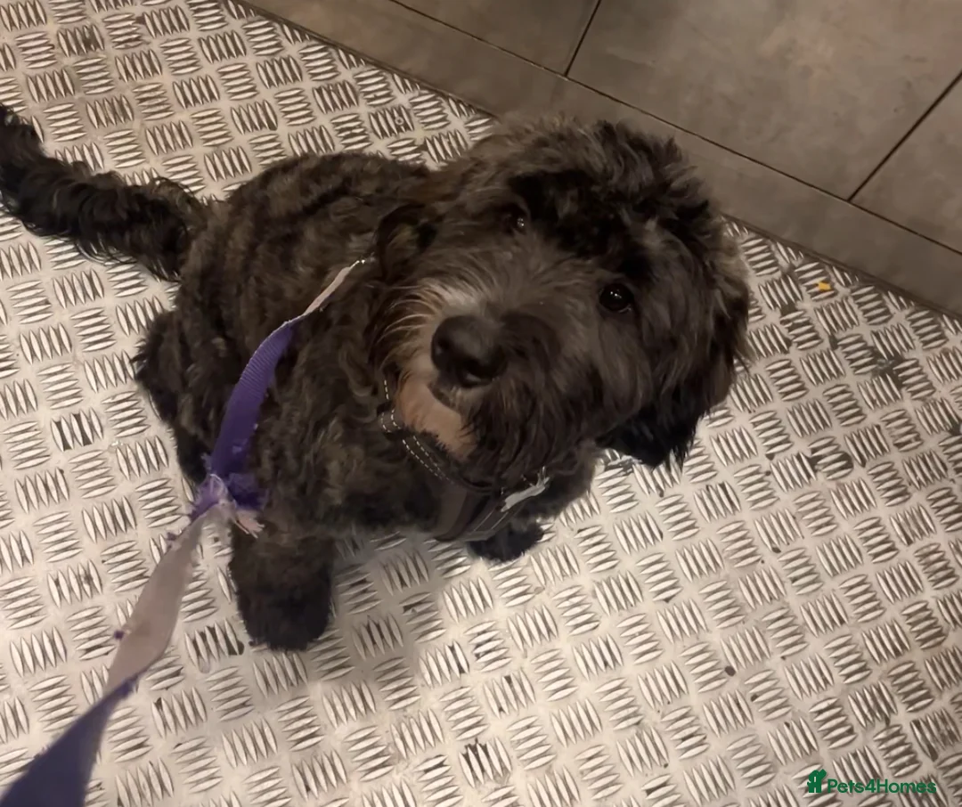 Mixed Breed dogs for sale: Loving, trained 8 M/O family dog seeking new home - Advert 8