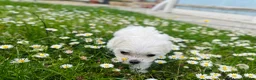 Maltese dogs for sale: Beautiful Maltese Boys in Bristol - Advert 15