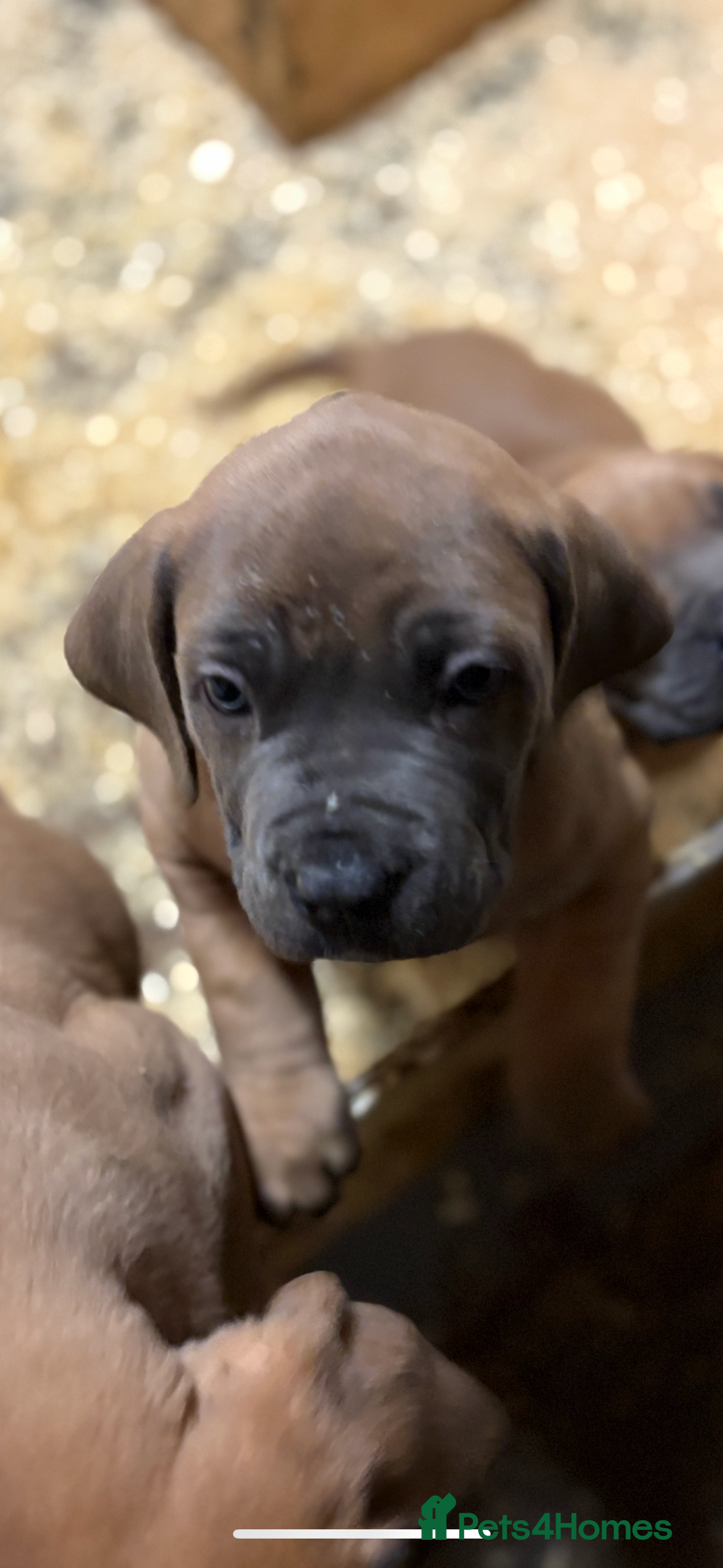 Boerboel dogs BEAUTIFUL NABBR REGISTERED PUPS - Advert 1