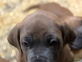 Boerboel dogs BEAUTIFUL NABBR REGISTERED PUPS - Advert 2