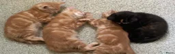 British Shorthair cats for sale: 3 Female kittens for sale  in Amersham - Advert 5
