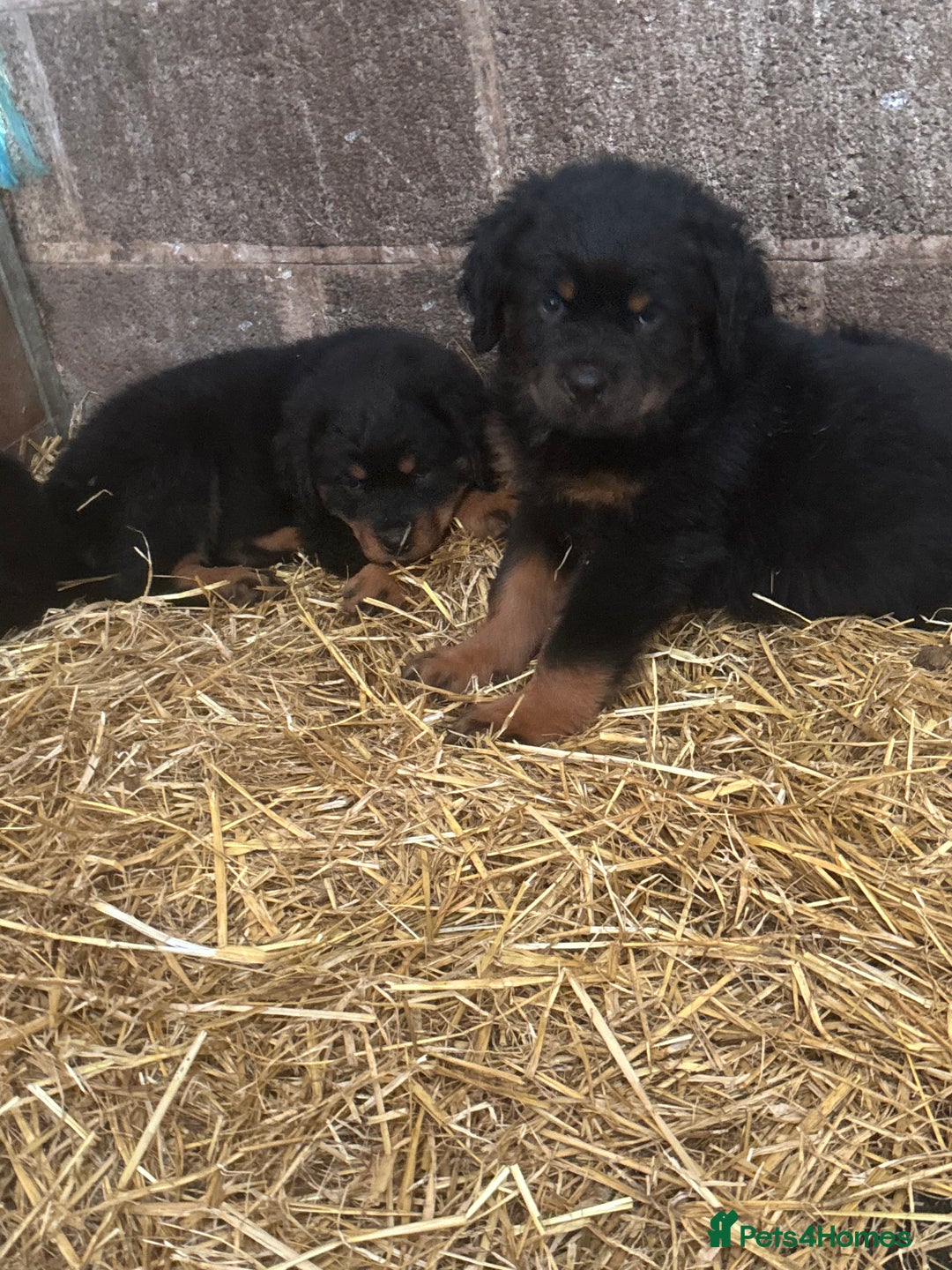 Rottweiler dogs for sale:  Rottweiler pups ready for there forever home.  - Advert 7