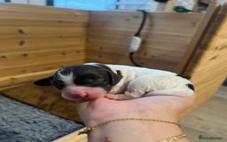 Sprocker dogs for sale: Sprocker puppies  - Image 17