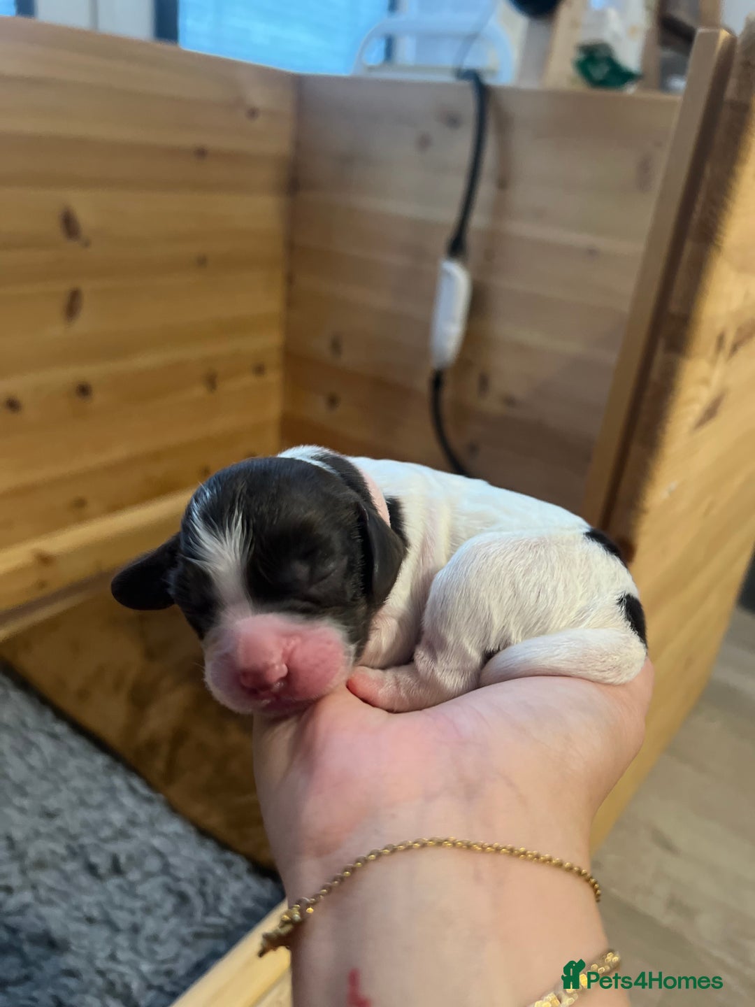 Sprocker dogs for sale: Sprocker puppies  - Image 17