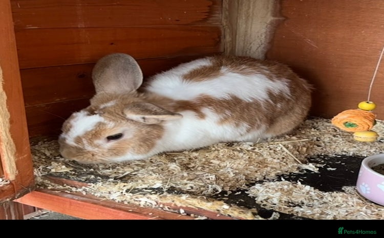 Mini Lop rabbits in Coalville - Advert 7