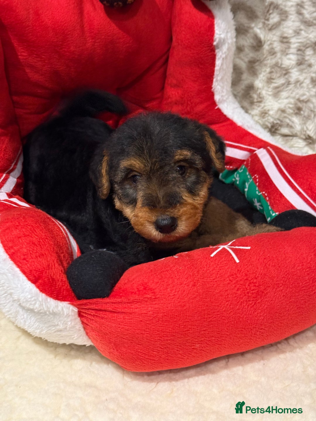 Welsh Terrier dogs for sale: Stunning puppies  - Advert 6