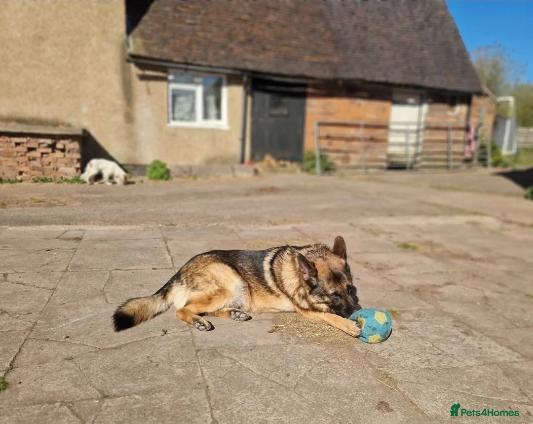 German Shepherd dogs for sale: Stunning german shepherd  - Advert 8