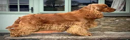 Cocker Spaniel dogs for sale: Beautiful Show Type Kc Reg. in Dymock - Advert 11