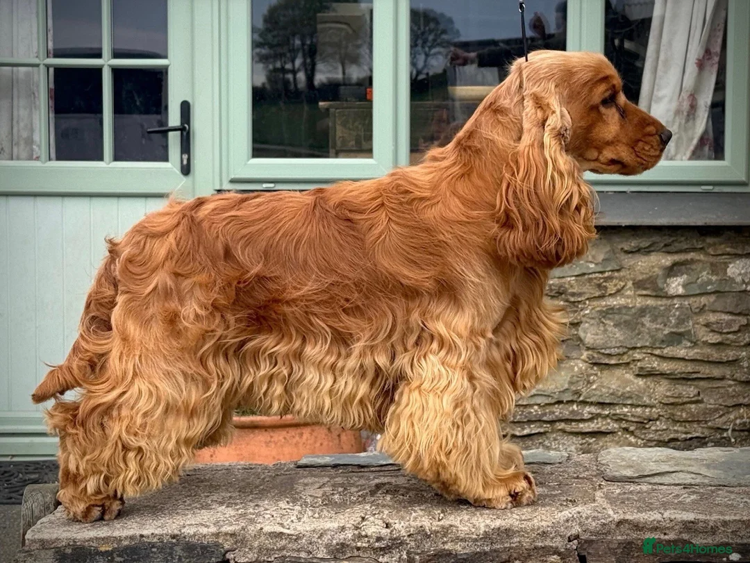 Cocker Spaniel dogs for sale: Beautiful Show Type Kc Reg. in Dymock - Advert 11