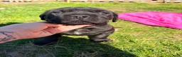 Cane Corso dogs for sale: Cane Corso puppy’s  - Advert 4