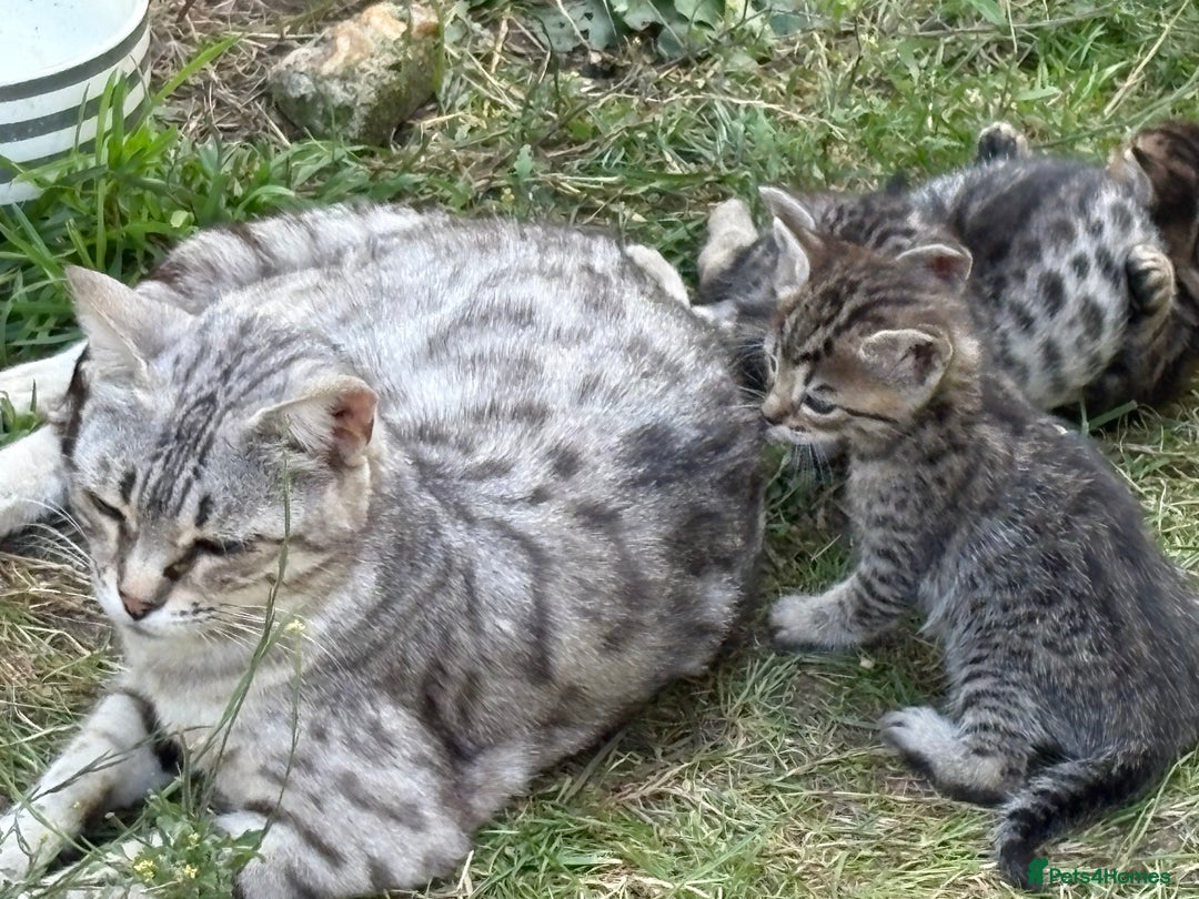 Bengal cats for sale: Beautiful farm reared bengals  - Image 11