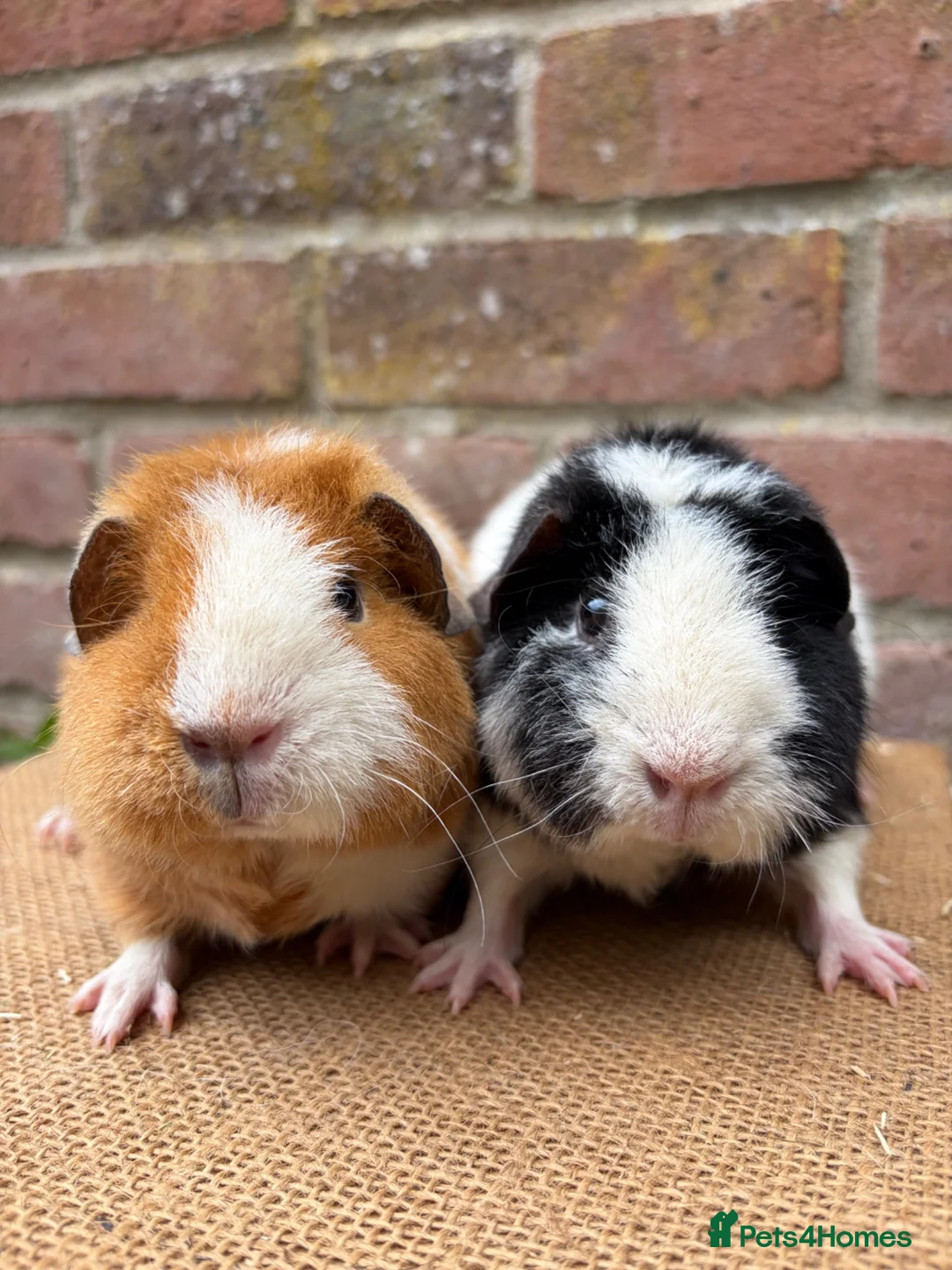 Guinea Pig rodents for sale: Two beautiful sisters  - Advert 2