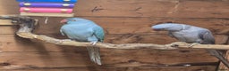 Parrots birds for sale: Male  and female indian ringneck parrots - Advert 1