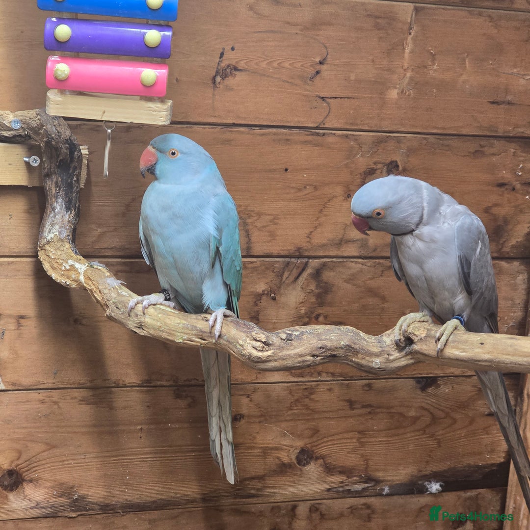 Parrots birds for sale: Male  and female indian ringneck parrots - Image 1