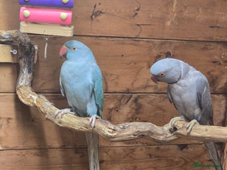 Parrots birds - Advert 1