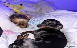 Dachshund dogs for sale: Miniature Dachshund  - Image 5
