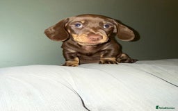 Dachshund dogs for sale: Dashaund - Image 8