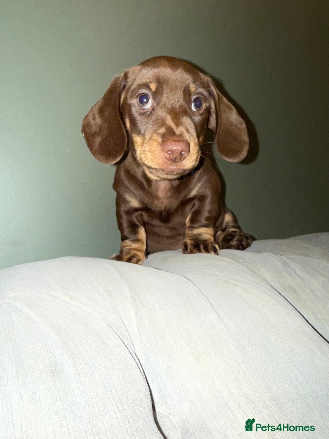 Dachshund dogs for sale: Dashaund - Image 8