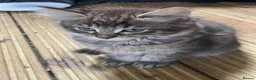 Mixed Breed cats for sale: Fluffy babies - Advert 6